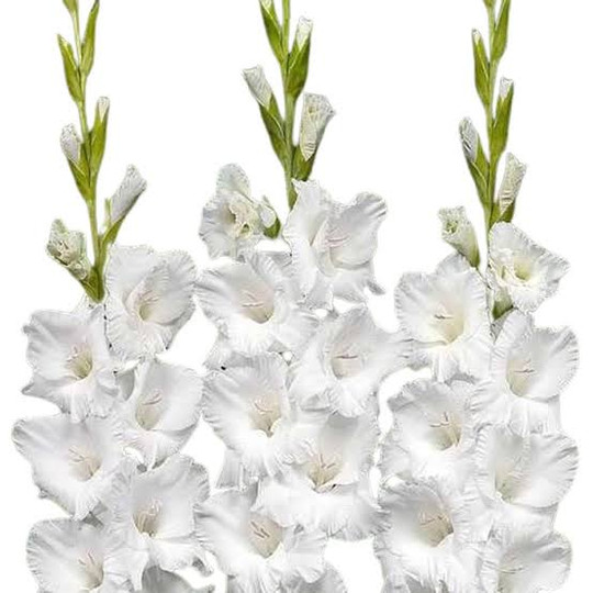 راهنمای کامل کاشت و نگهداری گلایول (اکالیپتوس)