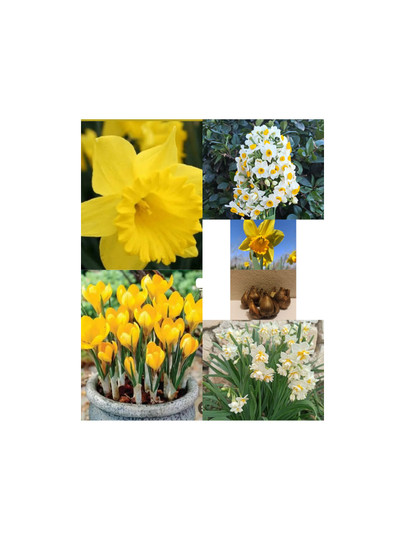 راهنمای کاشت و نگهداری گل نرگس