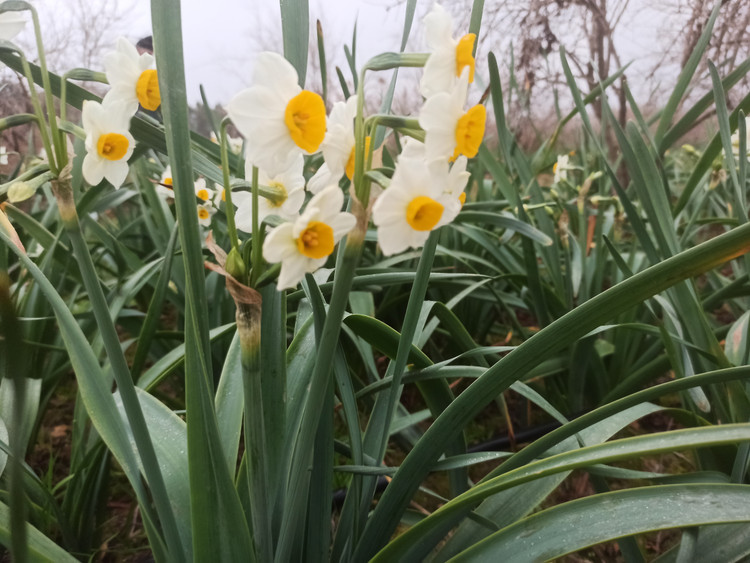 پیاز نرگس معطر شهلا یا شیراز