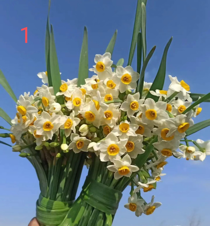 نرگس شهلا یا شیراز معطر.قابلیت کاشت در گلدان و باغچه.گلدهی در سال اول در اوایل زمستان