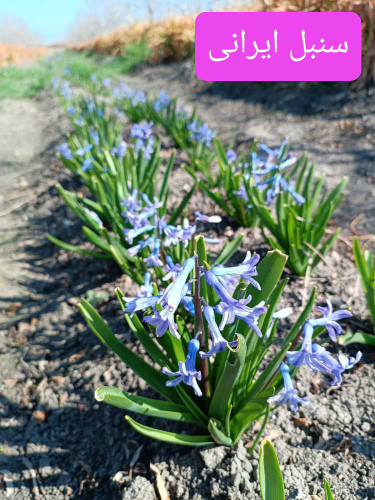 پیاز گل سنبل ایرانی معطر(سایز درشت)