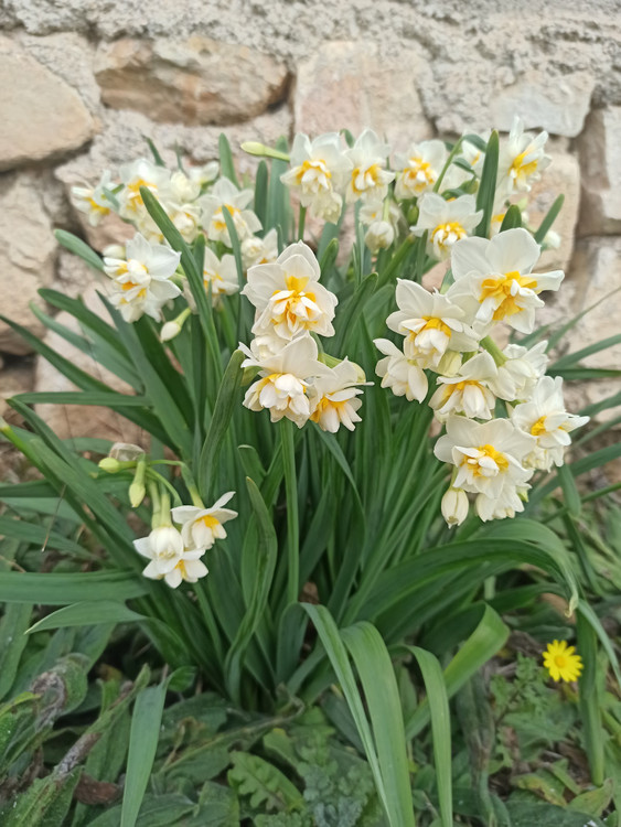 پیاز گل نرگس شصت پر