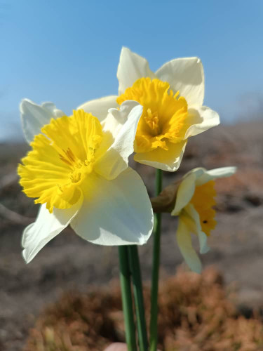 پیاز گل نرگس هلندی ایس فولیس