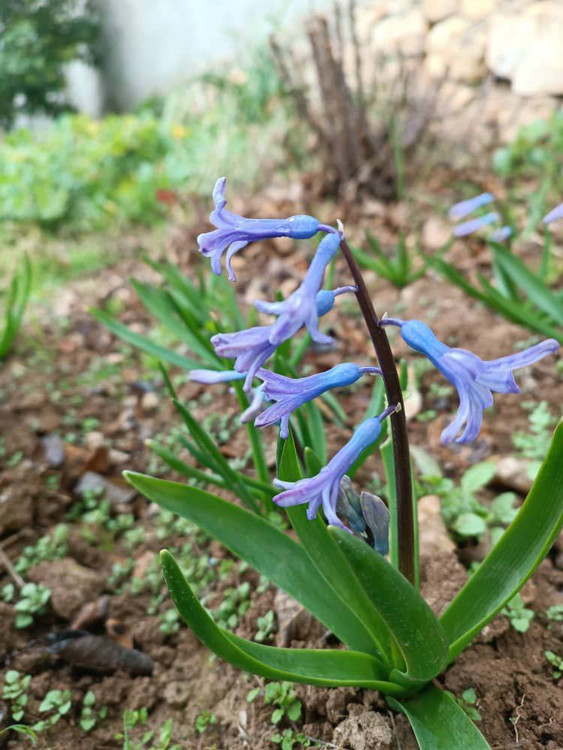 مناسب برای عید نوروز