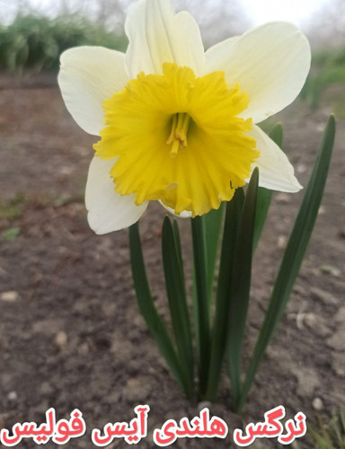 پیاز نرگس هلندی ایس فولیس(گل درشت)