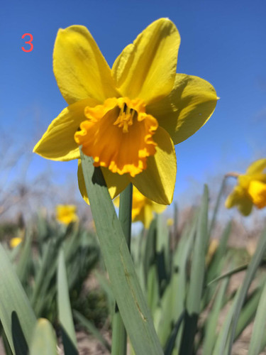 پیاز گل نرگس هلندی ژونکی کوچک