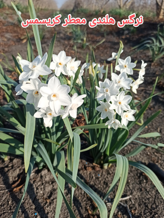 پیاز نرگس هلندی کریسمس معطر