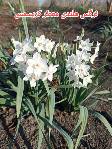 پیاز نرگس هلندی معطر کریسمس(وایت)