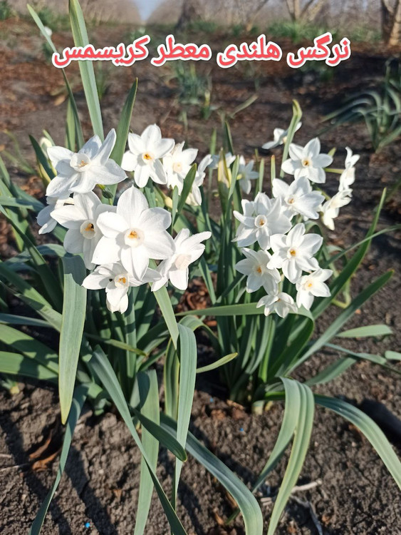 پیاز نرگس هلندی معطر کریسمس(وایت)