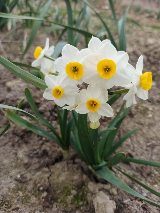 پیاز نرگس شهلا(شیراز) معطر