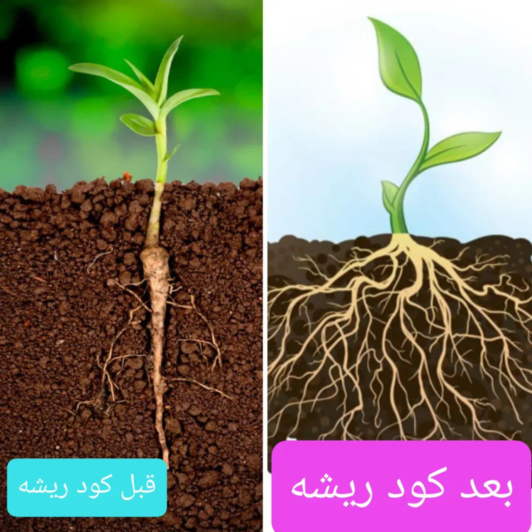 تاثیر کود ریشه زا
