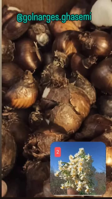 پیاز درجه یک گل نرگس پرپر