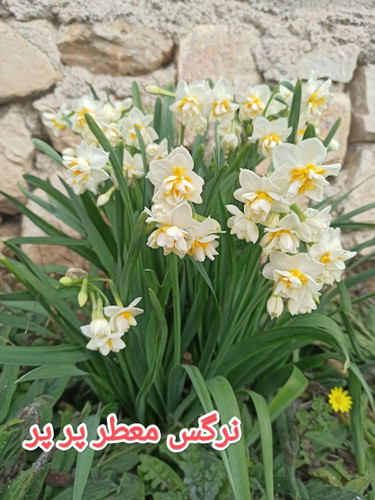 پیاز گل نرگس معطر پرپر