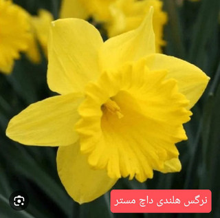 پیاز گل نرگس هلندی داچ مستر