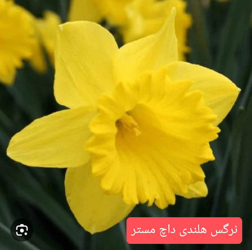 پیاز گل نرگس هلندی داچ مستر