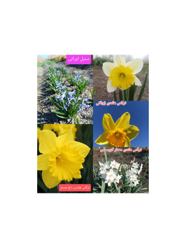 پک اقتصادی 5 واریته پیاز گل با تخفیف ویژه