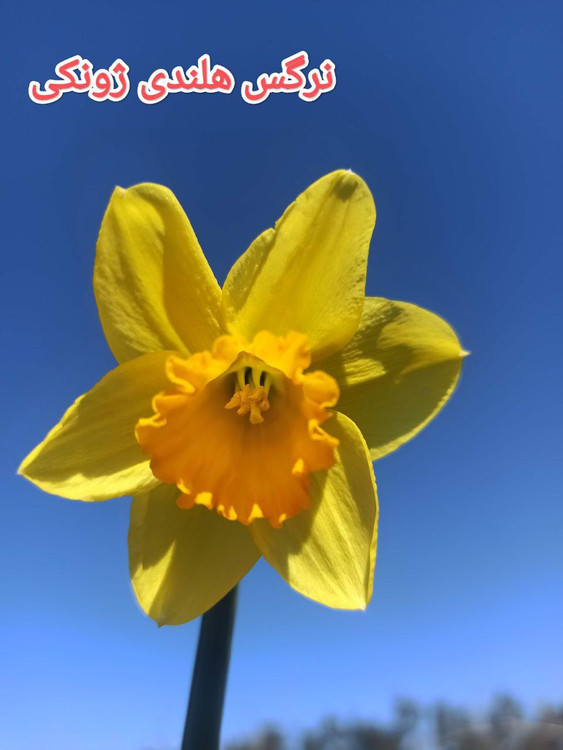پیاز گل نرگس هلندی ژونکی