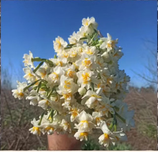 پیاز گل نرگس شصت پر یا پر پر معطر (یک کیلو گرمی)