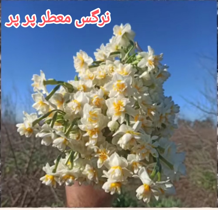 پیاز نرگس شصت پر (پرپر) معطر 10 کیلوگرمی گلدهی از امسال