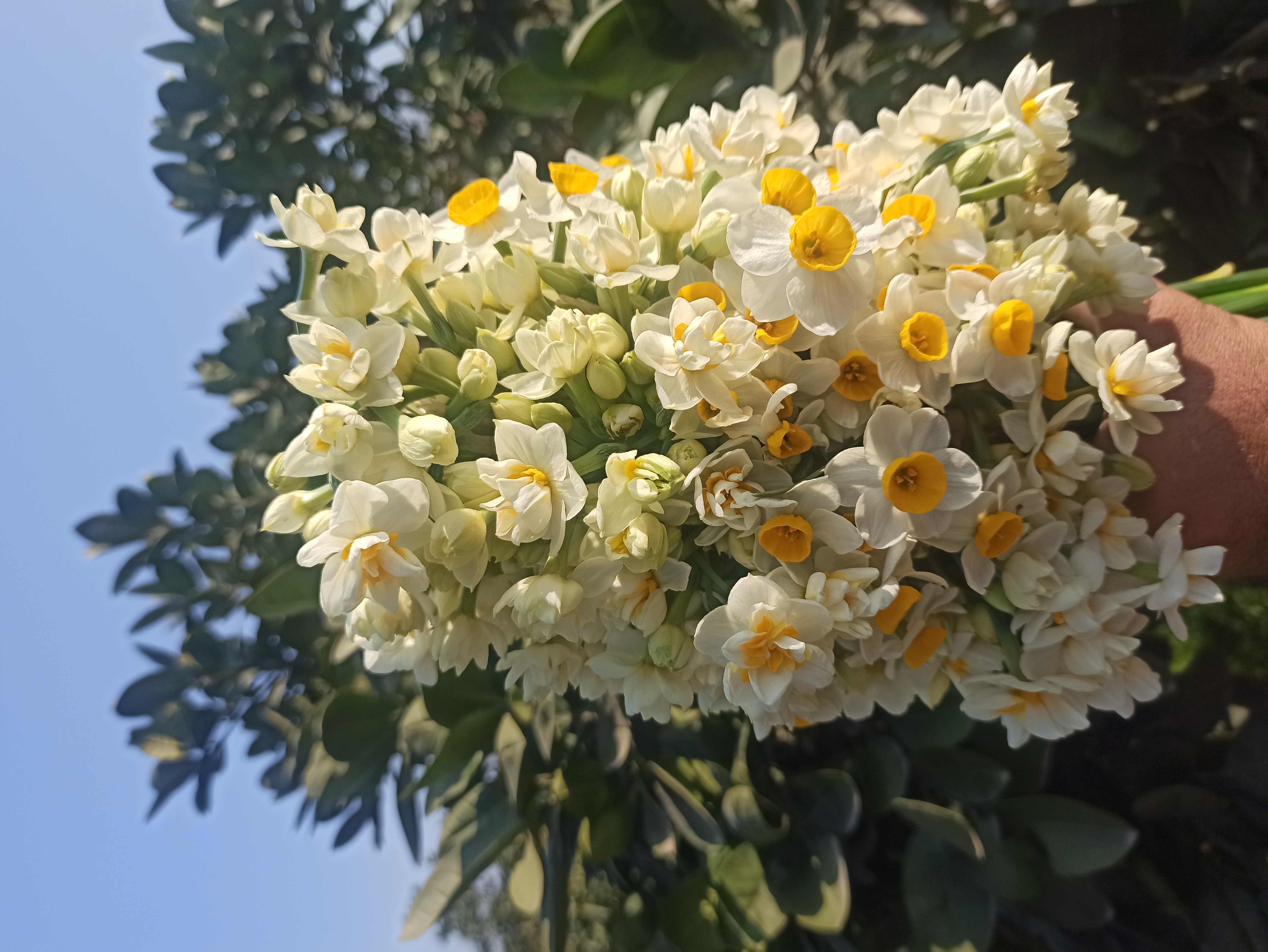 پیاز نرگس شصت پر(پرپر) معطر (نیم کیلو گرمی)