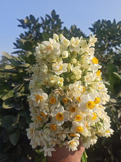 پیاز نرگس شصت پر (پرپر) معطر (نیم کیلو گرمی)