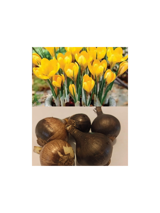 پیاز نرگس جام زرین کوروش(بسته ۵ عددی)