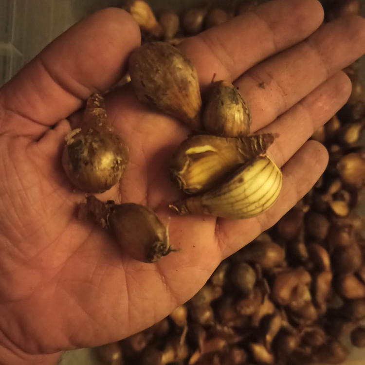 پیاز گل نرگس هلندی ژونکی(ریز و بذری) بسته (۵۰۰ گرمی) گلدهی از سال دوم کاشت