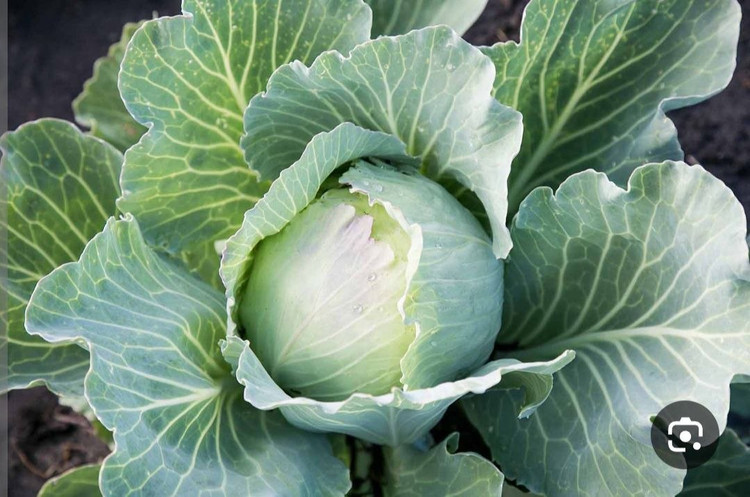 بذر کلم برگ سبز سالادی هیبرید f1 درجه یک وارداتی (بسته 10 عددی)