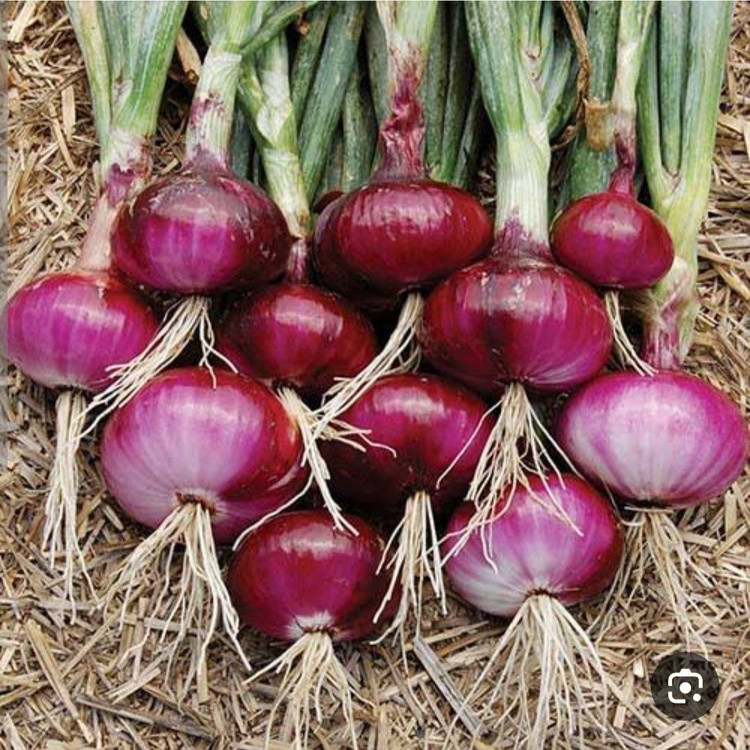بذر پیاز خارجی قرمز(بسته 10 گرمی)