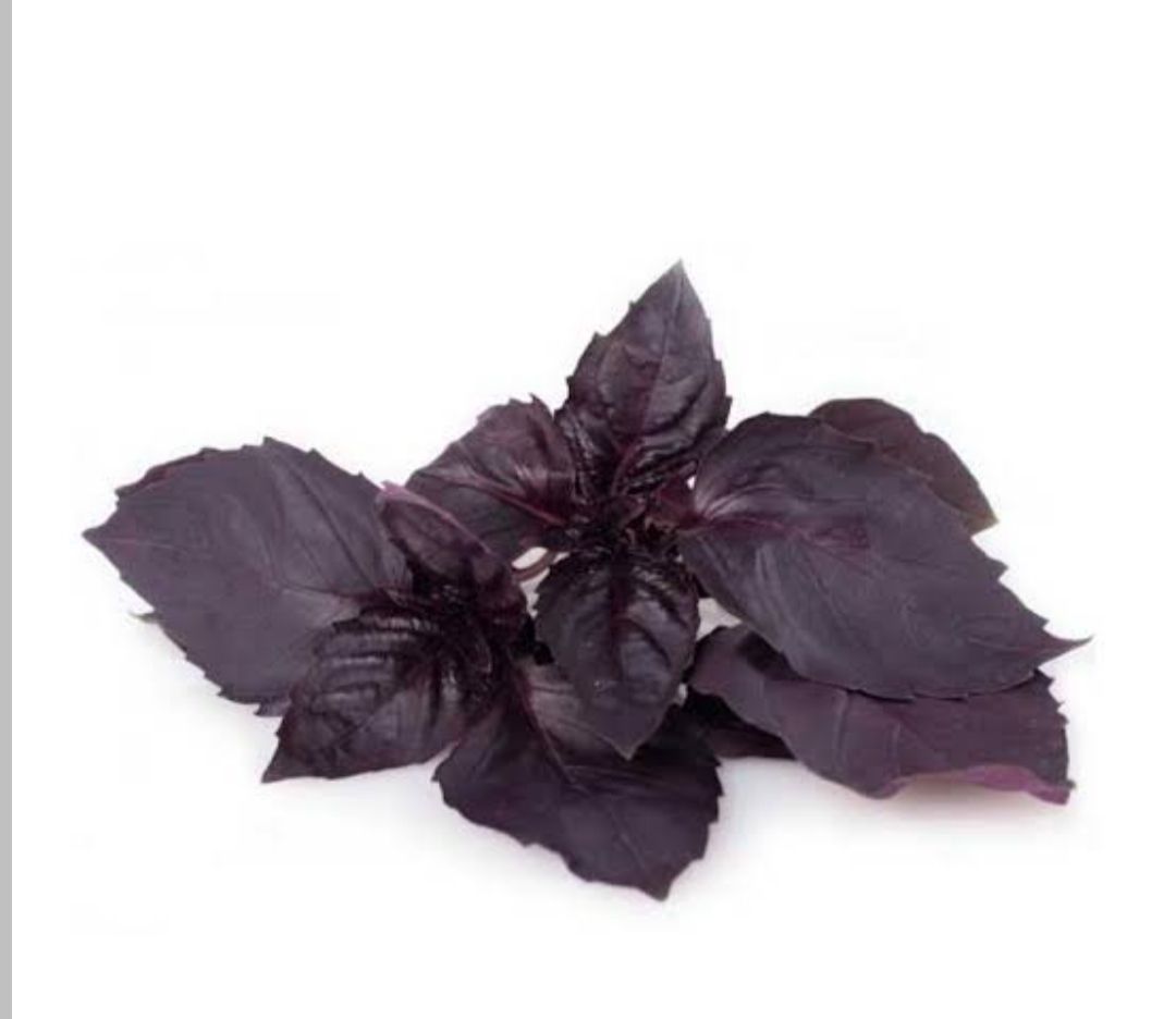 بذر سبزی ریحان بنفش درجه یک(بسته 20 گرمی خانگی)