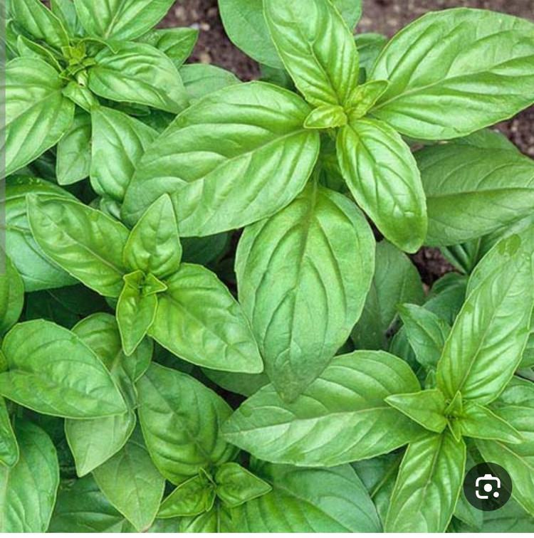 بذر ریحان سبز (بسته 20 گرمی خانگی)