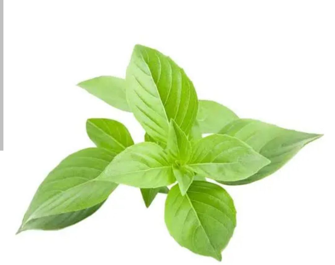 بذر سبزی ریحان سبز درجه یک و عالی(بسته 20 گرمی خانگی)