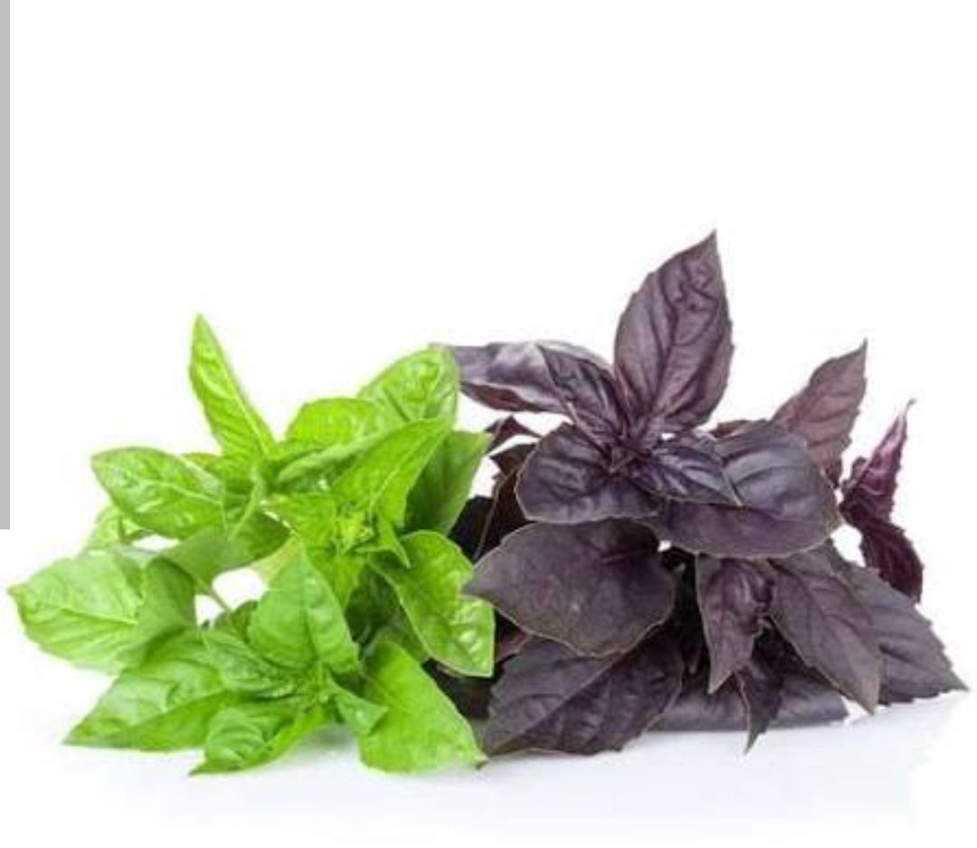 بذر سبزی ریحان سبز و بنفش(میکس) درجه یک و عالی (بسته خانگی 20 گرمی)