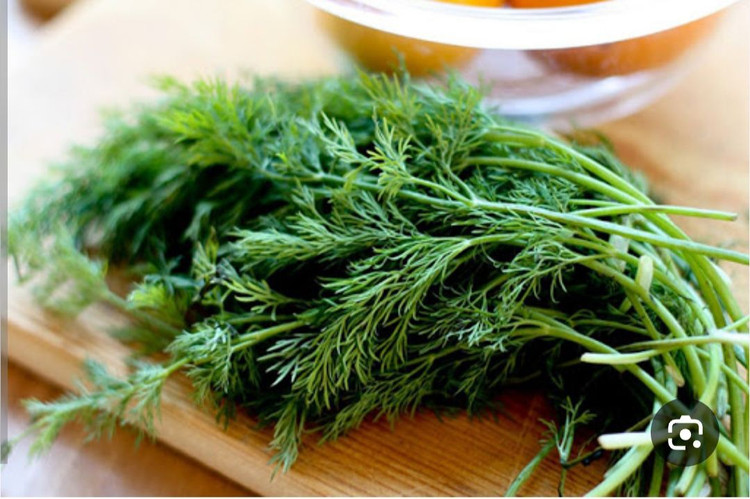 بذر سبزی تازه شوید درجه یک و عالی (بسته خانگی 20 گرمی)