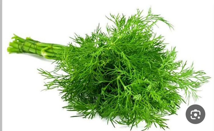 بذر سبزی تازه شوید درجه یک و عالی (بسته خانگی 20 گرمی)