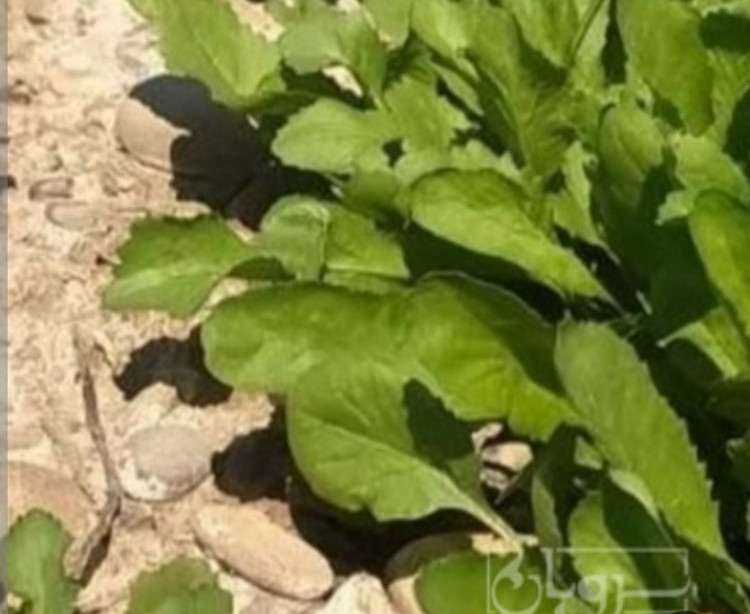 بذر تره تیزک یا شاهی ۲۰ گرمی