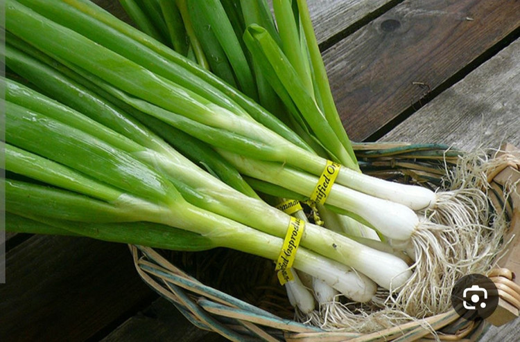 بذر سبزی تازه پیازچه اردستانی(بسته خانگی 20 گرمی)