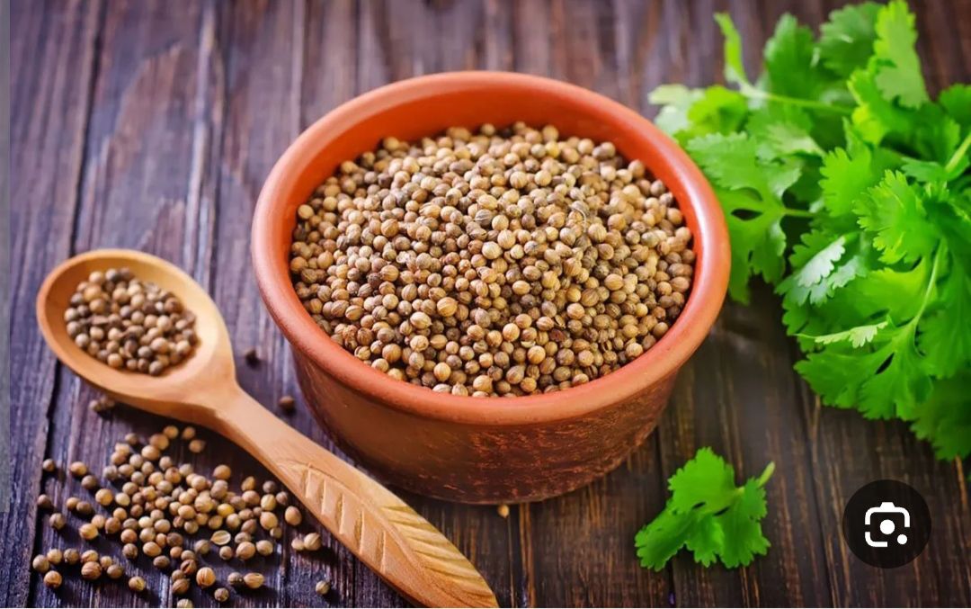 بذر سبزی تازه گشنیز درجه یک و عالی (بسته بندی خانگی 20 گرمی)