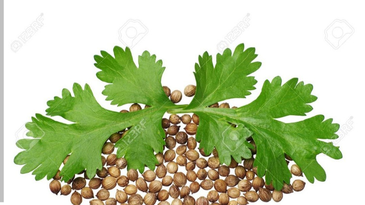 بذر سبزی تازه گشنیز درجه یک و عالی (بسته بندی خانگی 20 گرمی)