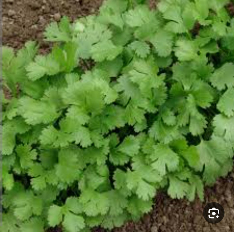 بذر سبزی تازه گشنیز درجه یک و عالی (بسته بندی خانگی 20 گرمی)