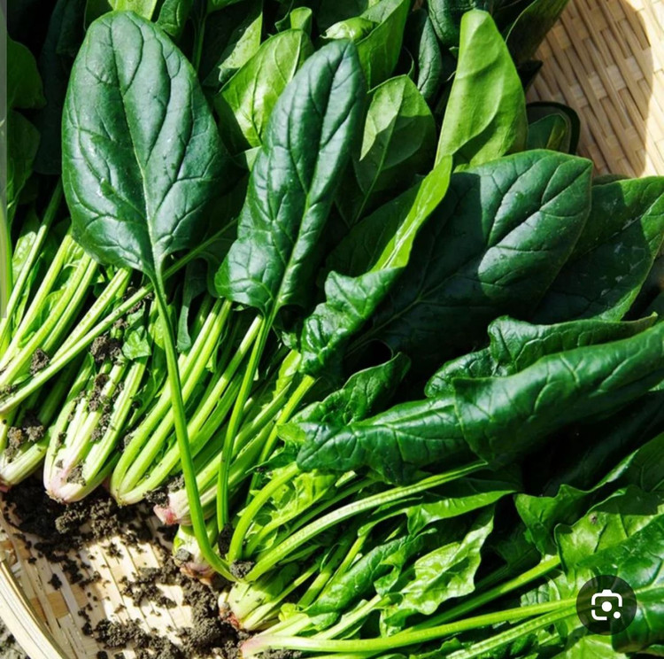 بذر سبزی اسفناج هلندی درجه یک و عالی(بسته خانگی 20 گرمی)