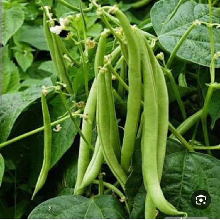 بذر لوبیا سبز درجه یک و عالی(بسته خانگی 20 گرمی)