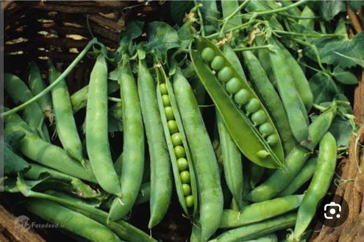 بذر نخود فرنگی پفکی ثمین (بسته خانگی 20 گرمی)