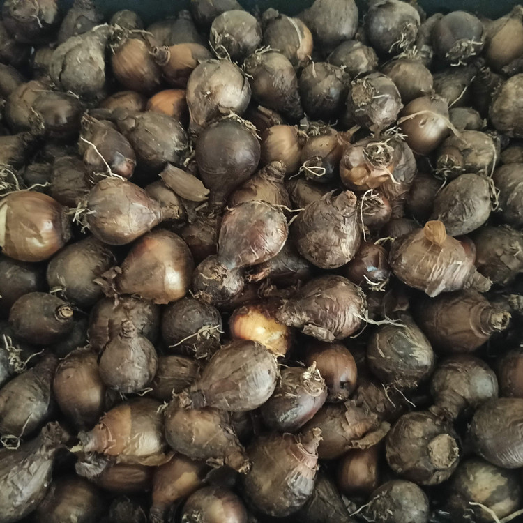 پیاز نرگس شهلا یا شیراز معطر سایز بذری و متوسط (5 کیلوگرمی) گلدهی از سال دوم کاشت