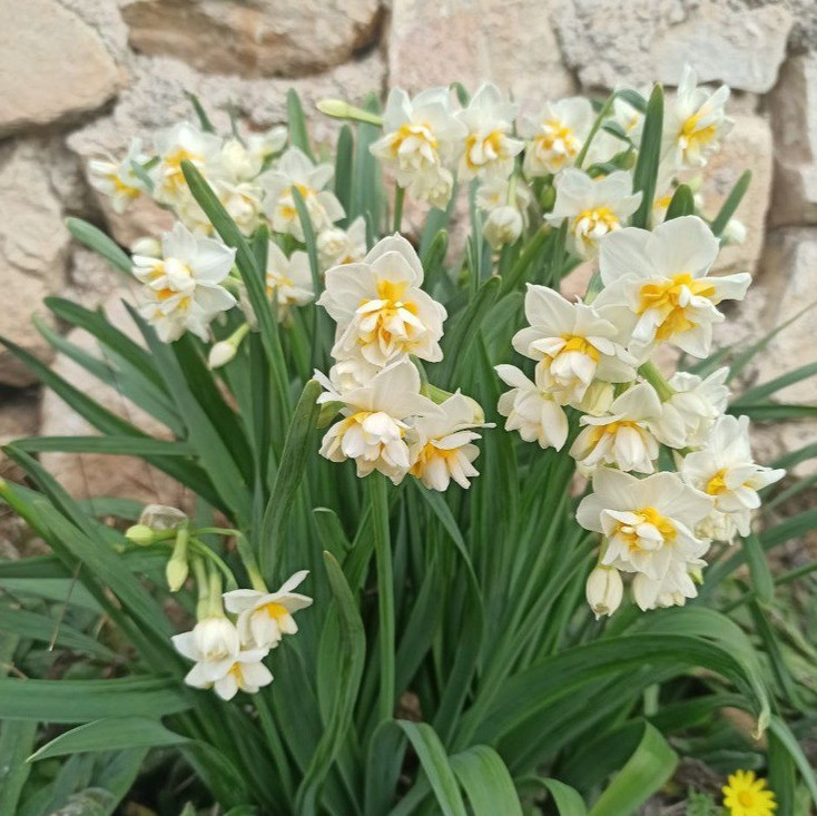 پکیج اقتصادی گلهای پیازی( 10 عددی) گلدهی از امسال *** جام زرین کوروش *** داچ مستر *** ژونکی *** نرگس شیراز *** نرگس پرپر ****