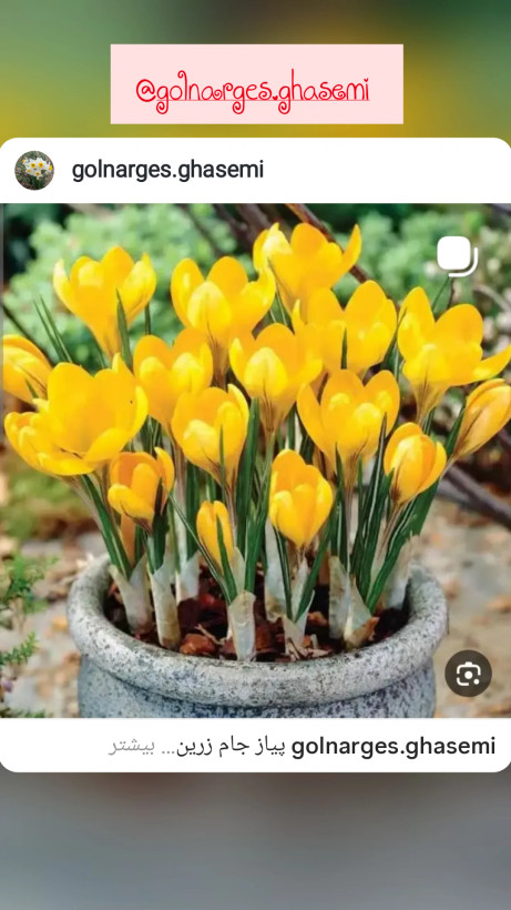 پیاز نرگس جام زرین کوروش (بسته 5 عددی)