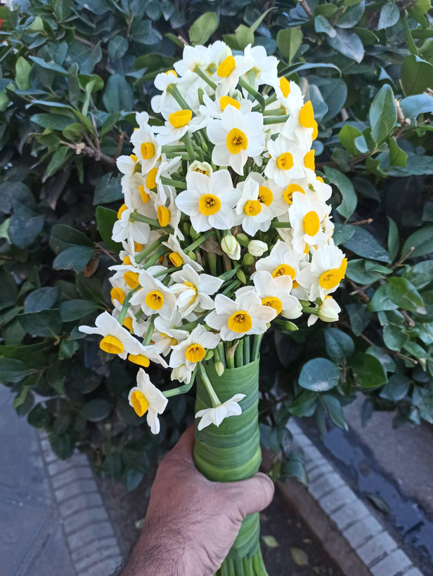 پیاز گل نرگس شهلا شیراز معطر درشت (نیم کیلوگرمی)