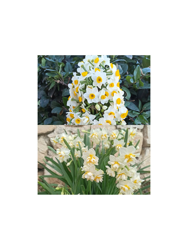 پیاز گل نرگس پر پر معطر (سایز درشت) یک عددی گلدهی از امسال