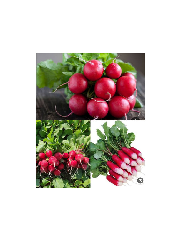 پکیج بذر سبزی خوردن کامل با تنوع بالا،(۱۳۰ گرم بذر) تره،شاهی،جعفری عطری،گشنیز،ریحان سبز و بنفش،تربچه نقلی و دو رنگ،پیازچه سفید و قرمز