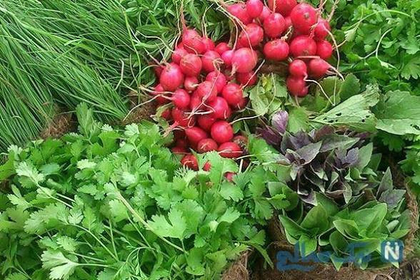 پکیج اقتصادی ۹ رقم بذر سبزی خوردن درجه یک و عالی،تره،تره تیزک یا شاهی،جعفری عطری،گشنیز،تربچه،ریحان سبز و بنفش،پیازچه سفید و قرمز